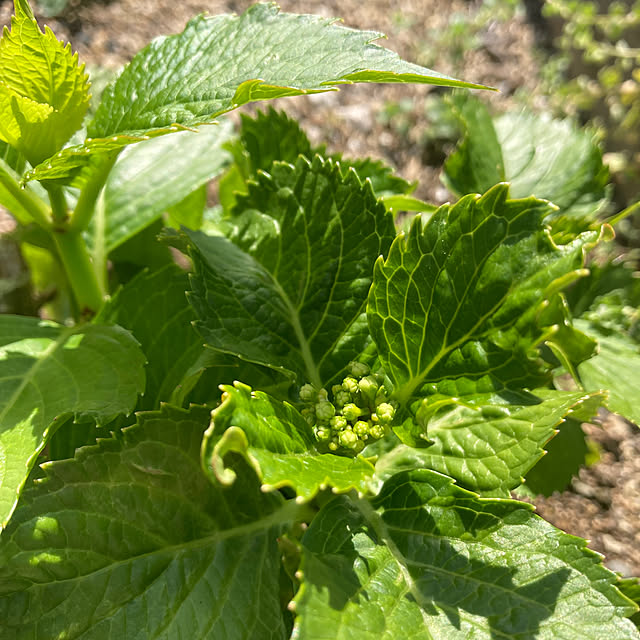 kazu-cafeさんの部屋