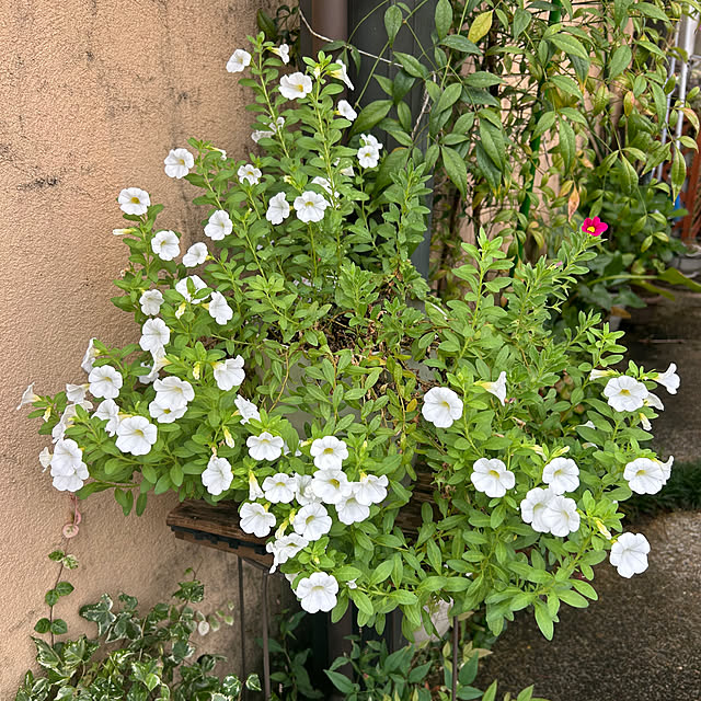 fumikoiさんの部屋