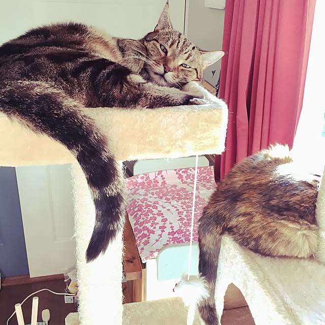 Norikoさんの実例写真