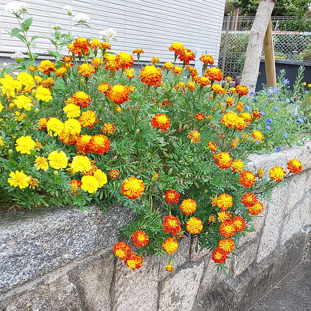 violetさんの実例写真