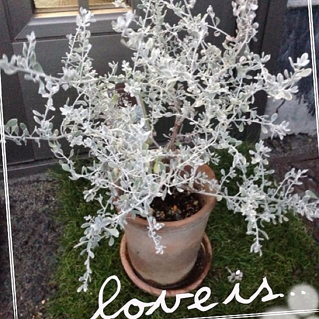 aimuさんの実例写真