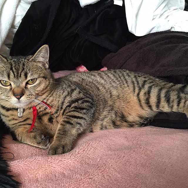 catwomanさんの実例写真
