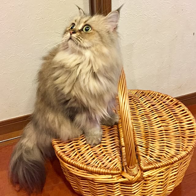 butachanさんの実例写真