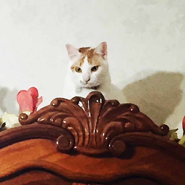 madoさんの実例写真