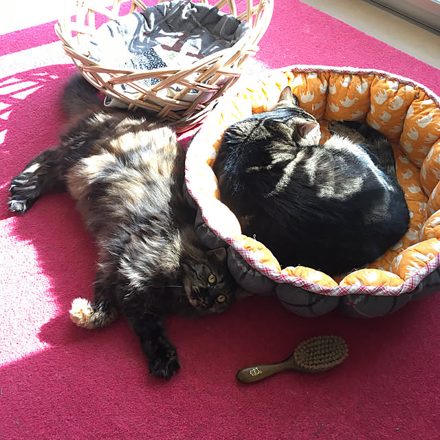 mikomaruさんの実例写真