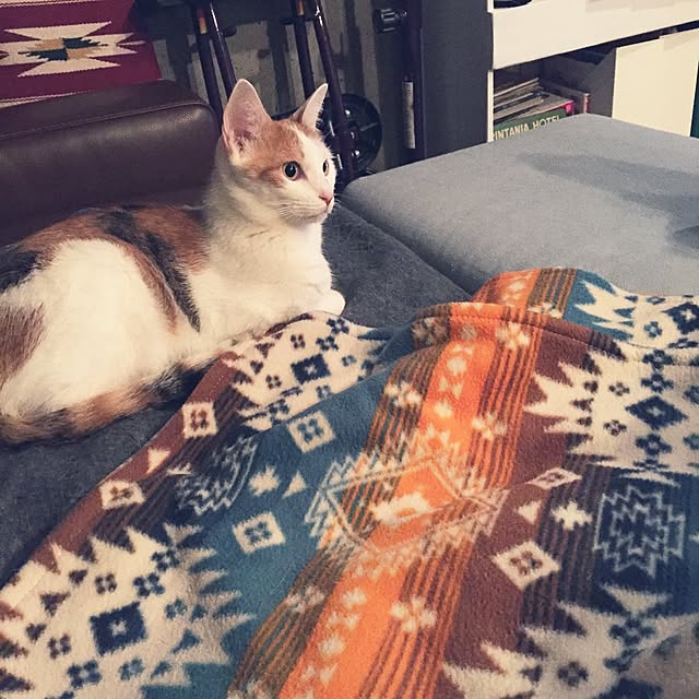 ziziguguさんの実例写真