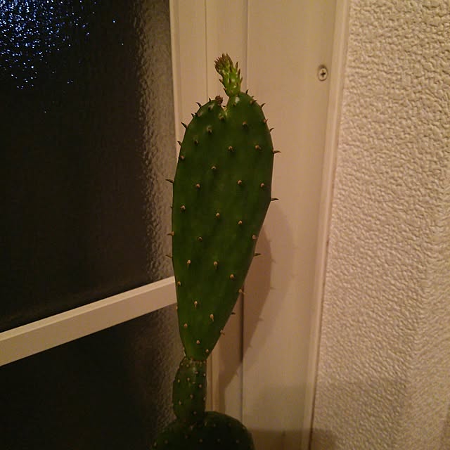 maitakekoさんの実例写真