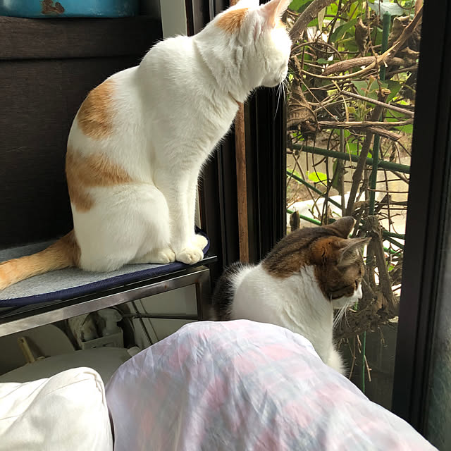 arayanさんの実例写真