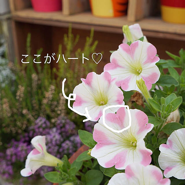 r_6cafeさんの実例写真