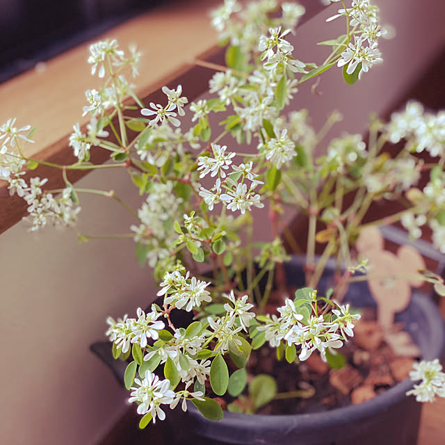 kuremaさんの実例写真