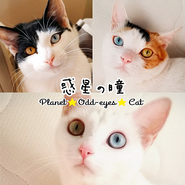 HOTARU.catさんの実例写真