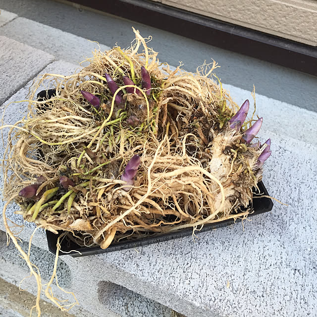 yumさんの実例写真