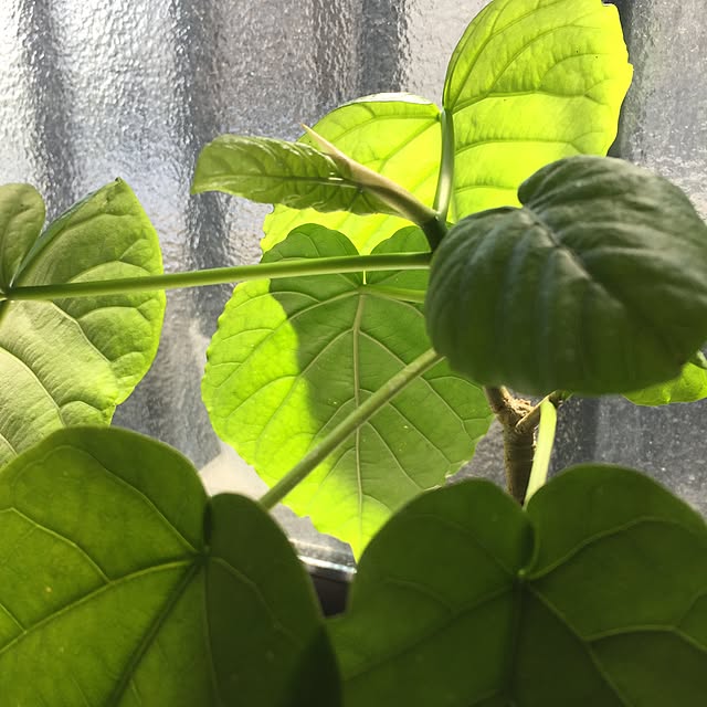 CoffeeHouseさんの実例写真
