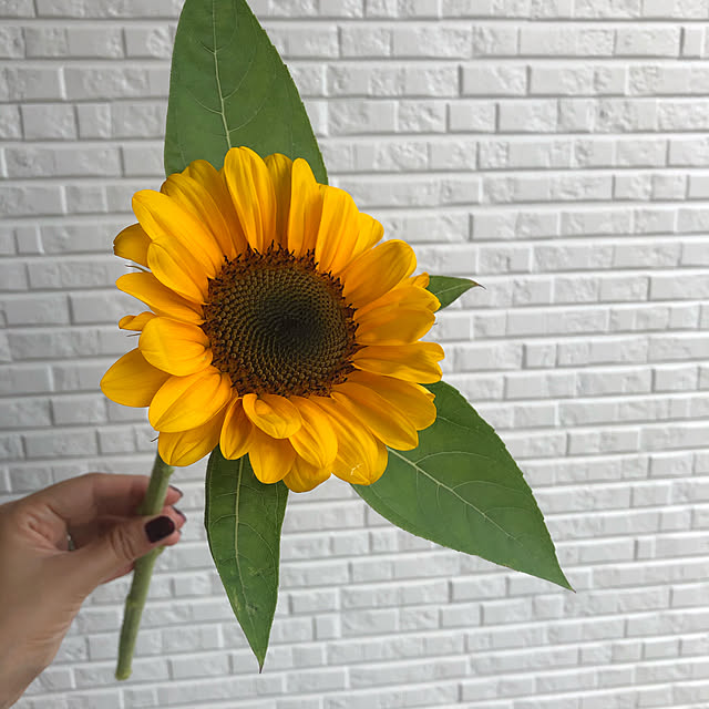 花/ひまわり/お花のある暮らし/建売住宅/手作り花壇...などのインテリア実例 - 2021-06-26 00:54:24