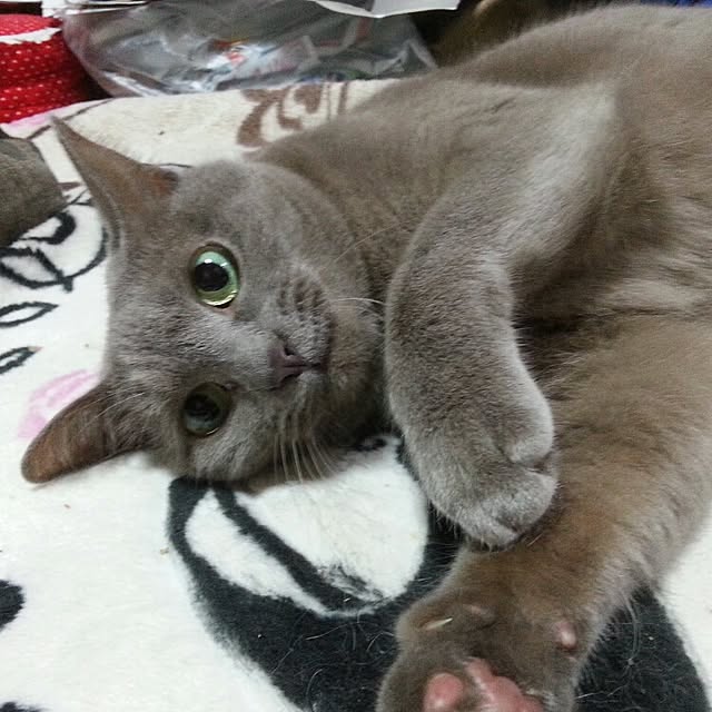 Yukikoさんの実例写真
