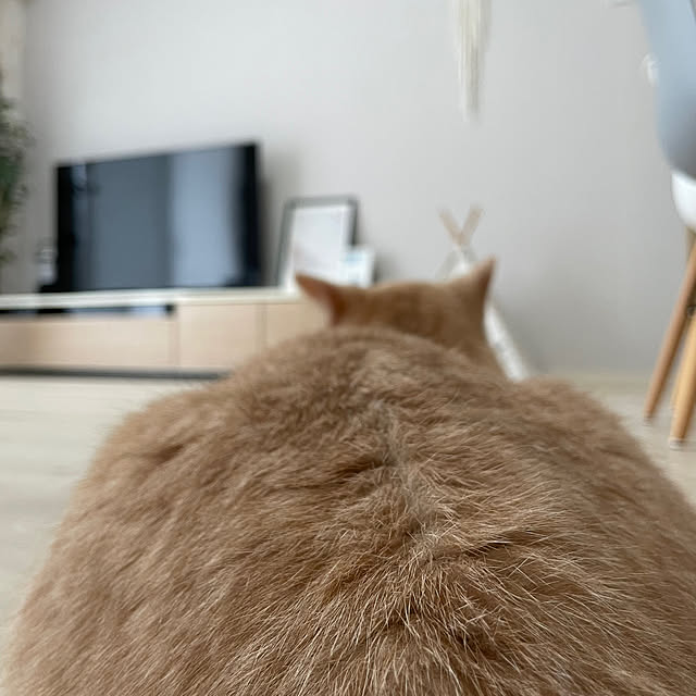rilakkumamaさんの実例写真