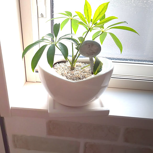 リビング/観葉植物/ナチュラル/雑貨のインテリア実例 - 2020-08-23 23:58:31