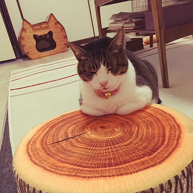 amutantanさんの実例写真