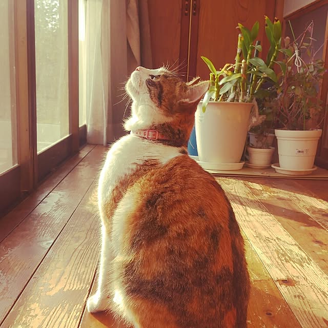 Chelseaさんの実例写真