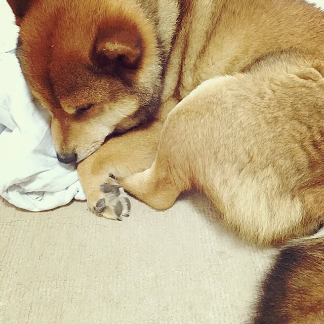 88snowさんの実例写真