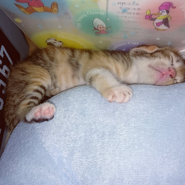 実例写真