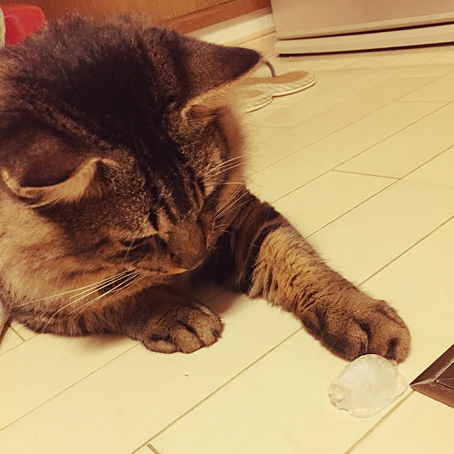 oniyomeさんの実例写真