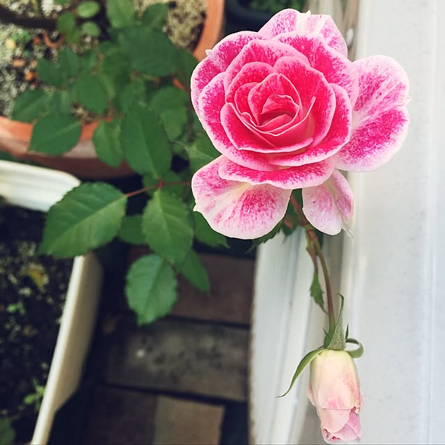 suzyさんの実例写真