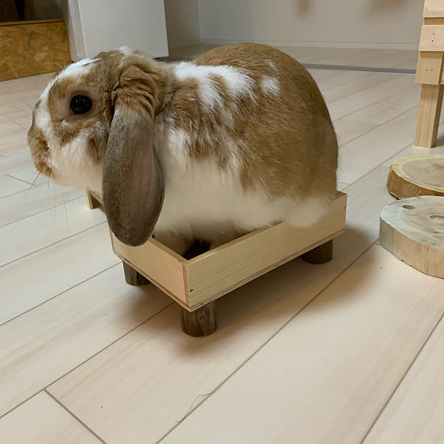 RABIHAさんの実例写真