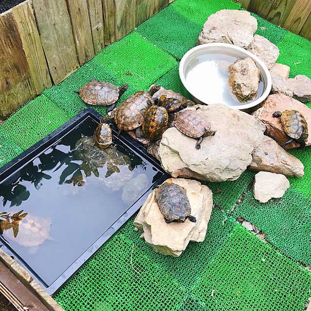pepeさんの実例写真