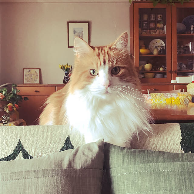 uchidaizuさんの実例写真