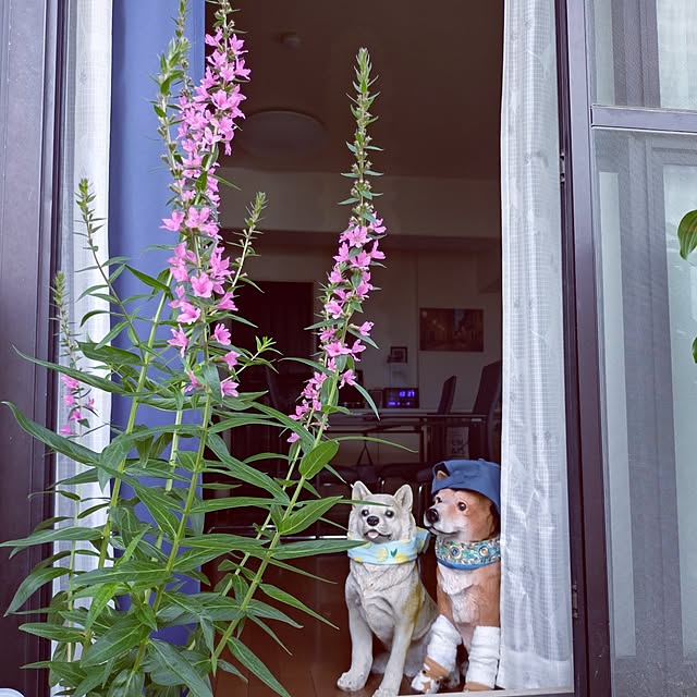 NOAHさんの部屋