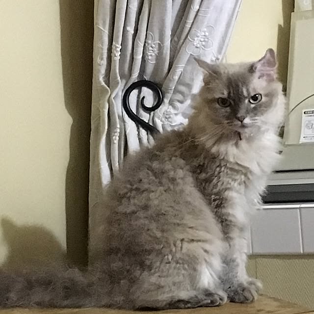 sakuracoさんの実例写真