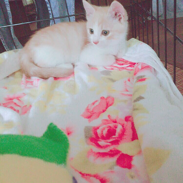 shioさんの実例写真