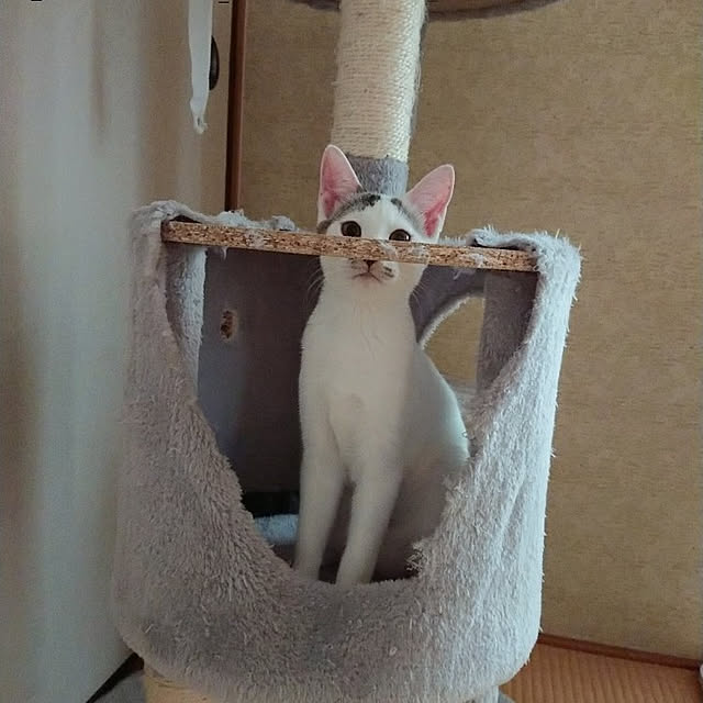 kumiさんの実例写真