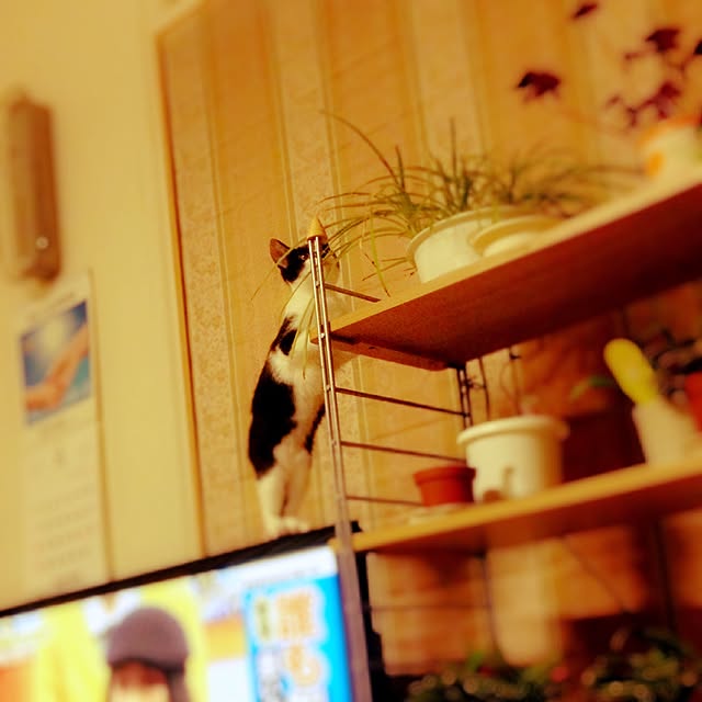 nanamiさんの実例写真