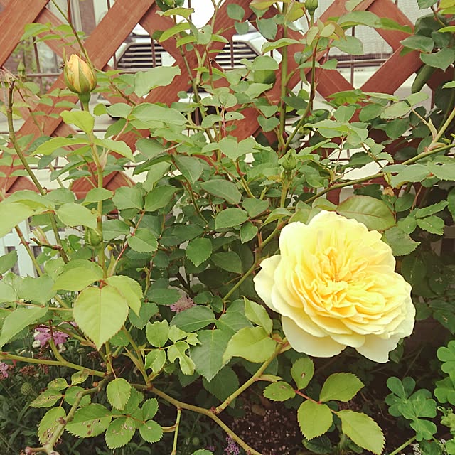 naoko1025さんの実例写真