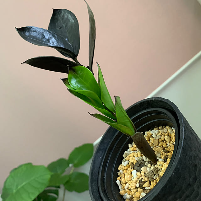 luluさんの部屋