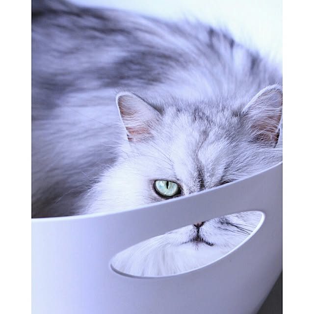 自慢写真/ねこ部/ねこのいる風景/ねこのいる日常/猫...などのインテリア実例 - 2016-05-30 14:05:03