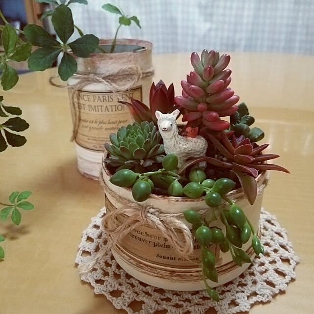 机/リメイク缶/多肉植物のインテリア実例 - 2014-03-03 16:34:58