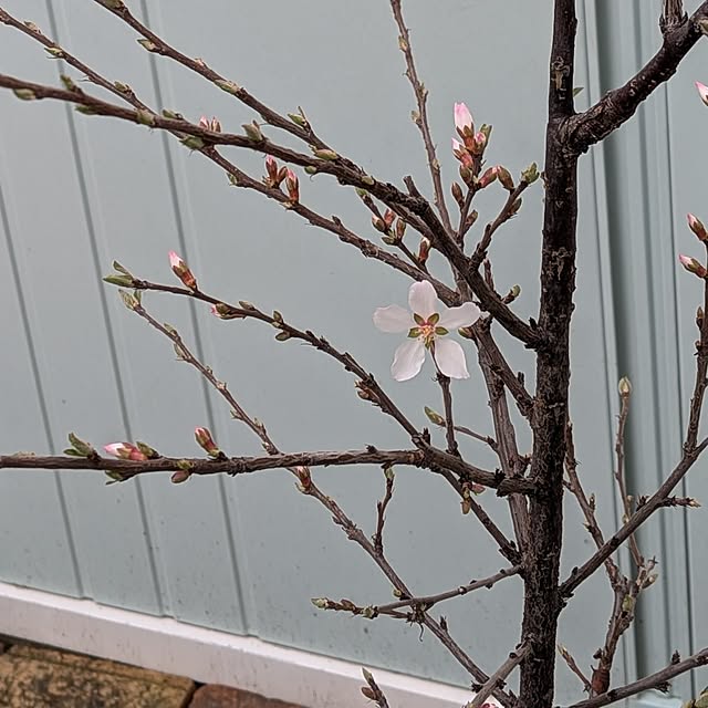 Bienvenueさんの実例写真