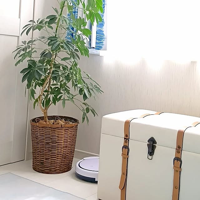 リビング/日の光/トランク風スツール/観葉植物/ロボット掃除機のインテリア実例 - 2025-04-25 13:59:02