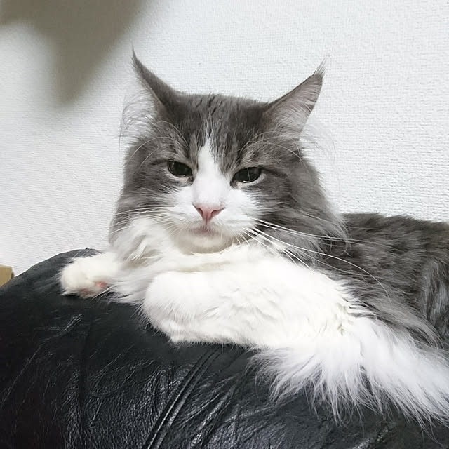 shinobuさんの実例写真