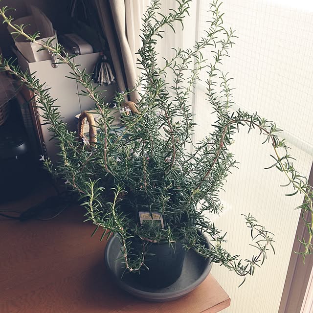coroさんの実例写真