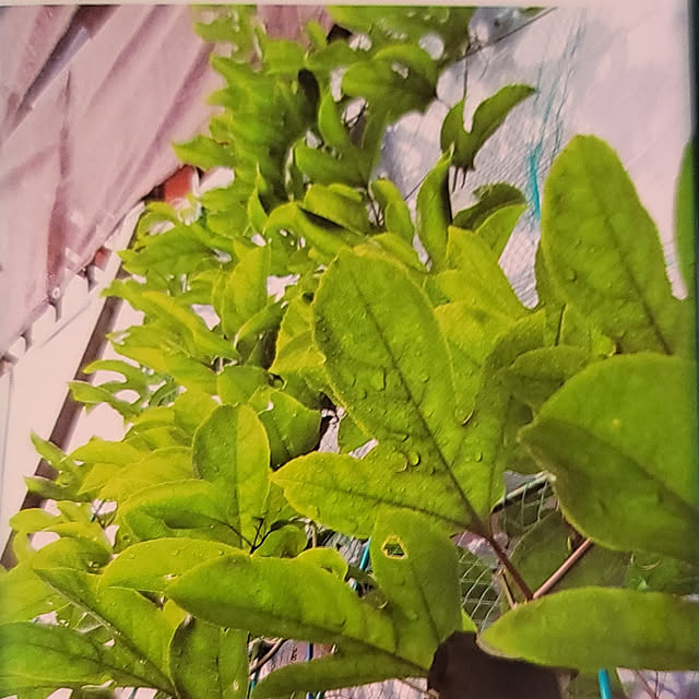 rumirumiさんの実例写真