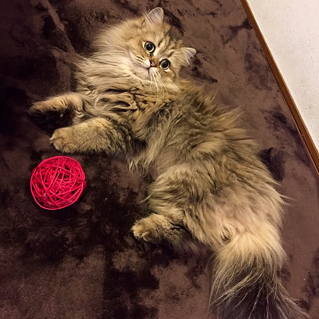 butachanさんの実例写真