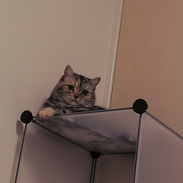 shioさんの実例写真