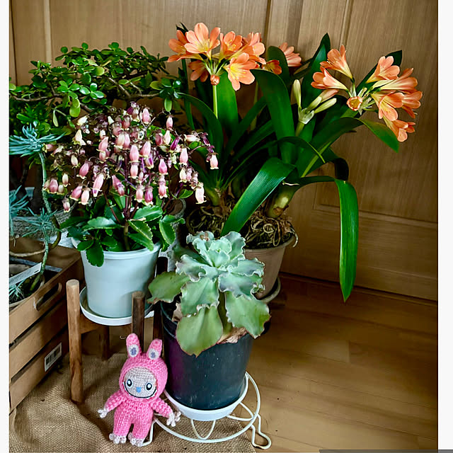 CoCo0617さんの部屋