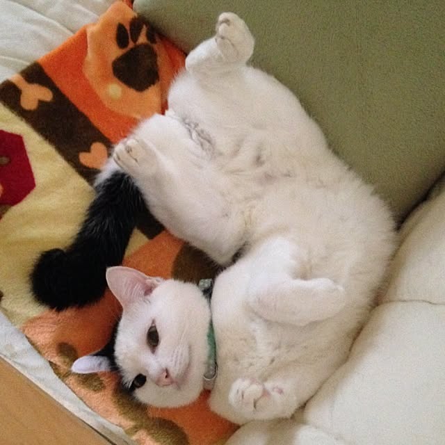 chiさんの実例写真