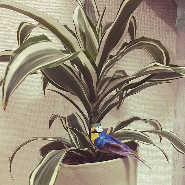 Eriiiさんの実例写真