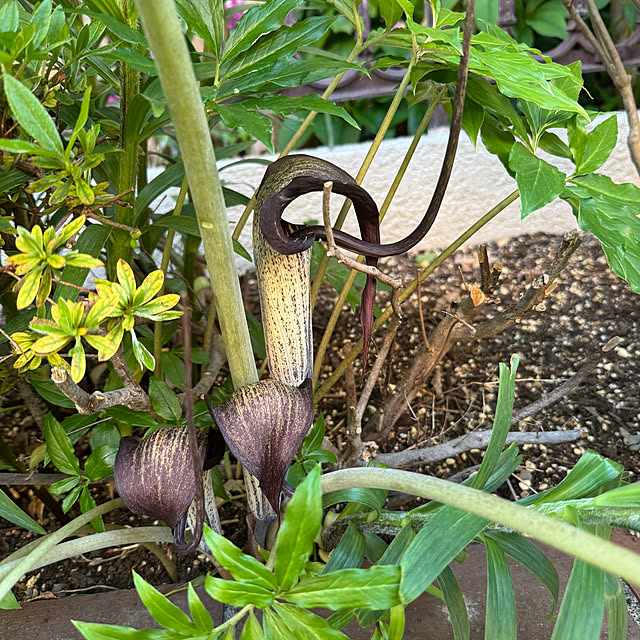 mamizaさんの部屋